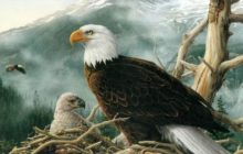 Как самка орла выбирает отца для своих птенцов